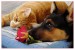 __cat__dog_and_rose___by_akinna.jpg